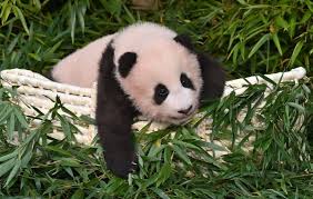 Có gấu là người Hàn đời đếu như là mơ