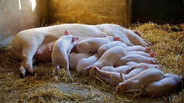 Hồi Ký : Nàng Heo Nái
