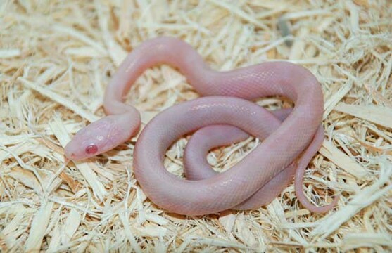 Phần 2 - Chương 71: Thống kê 2