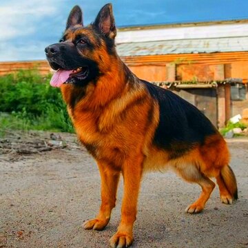 Phần 2 - Chương 74: Chó và hang